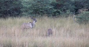 Male and female of greater Kudu (Tragelaphus strepsiceros) antelope, Bwabwata national Park, Caprivi Namibia. Wildlife safari Africa