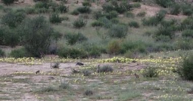 Group of South African striped cape ground squirrel, Xerus erythropus,in desert Kalahari, South Africa safari wildlife