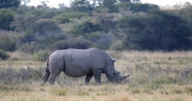 Endangered species of white rhinoceros on savanna in Pilanesberg National Park and Game Reserve, South Africa safari wildlife