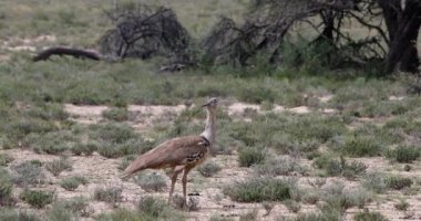 Big bird Kori Bustard (Ardeotis kori) in african, Green desert after rain season. Kgalagadi Transfrontier Park, South Africa wildlife safari
