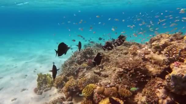 Tropical Underwater Sea Fishes Coral Garden Seascape Tropical Colorful Seascape — Vídeo de Stock