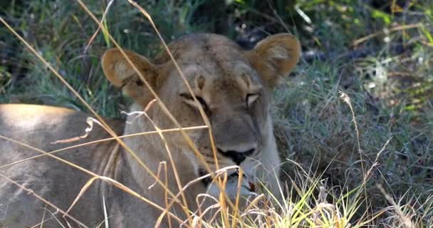 León Joven Panthera Leo Sin Crin Hábitat Natural Reserva Caza — Vídeo de stock