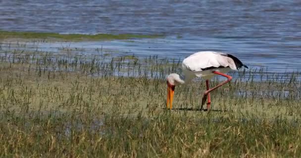 Hunting Bird Yellow Billed Stork Mycteria Ibis Marshland Moremi Game — Vídeos de Stock