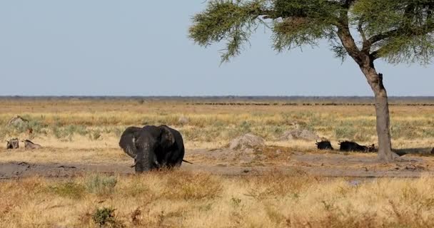 Dirty Muddy African Elephant Bathing Small Waterhole Savanna Alone Acacia — Vídeo de Stock