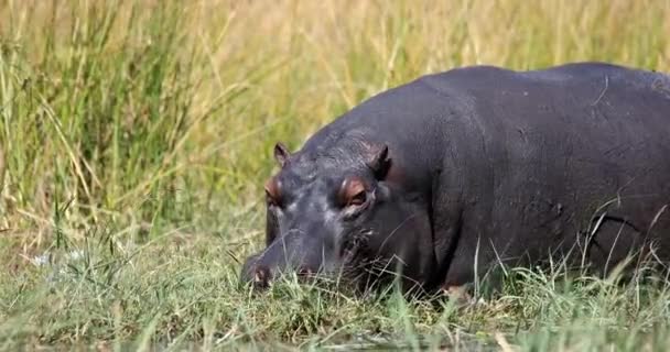 Big Hippo Hippopotamus Amphibius Natural Habitat Graze Ashore River Bank — Vídeo de stock