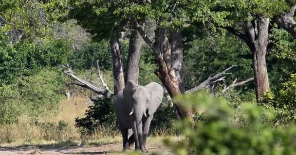 Stado Słoni Afrykańskich Loxodonta Wodopoju Rezerwacie Dziczyzny Bwabwata Pasek Caprivi — Wideo stockowe