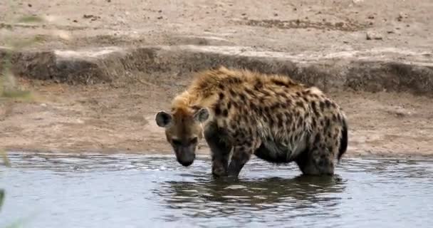 Spotted Hyena Crocuta Crocuta Drinking Bathing Waterhole Etosha National Park — 비디오