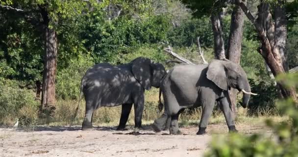 Manada Elefantes Africanos Loxodonta Abrevadero Reserva Caza Bwabwata Caprivi Strip — Vídeos de Stock