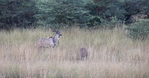 Male Female Greater Kudu Tragelaphus Strepsiceros Antelope Bwabwata National Park — Vídeos de Stock