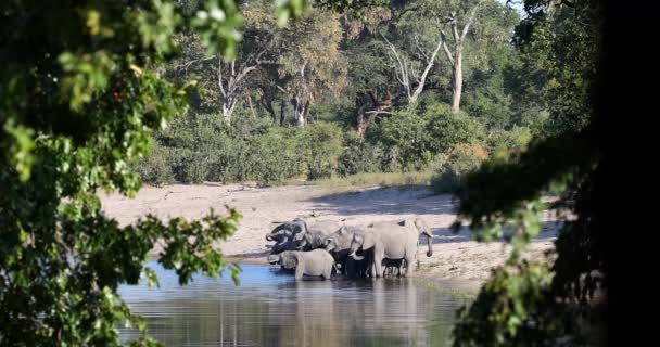 Hjord Afrikansk Elefant Loxodonta Vattenhål Viltreservat Bwabwata Caprivi Strip North — Stockvideo