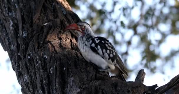 Pták Jižní Červenozlatý Hornbill Tockus Rufirostris Hledající Potravu Nambwa Rezervace — Stock video