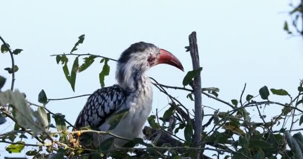Burung Hornbill Selatan Ditagih Merah Tockus Rufirostris Loking Groud Food — Stok Video