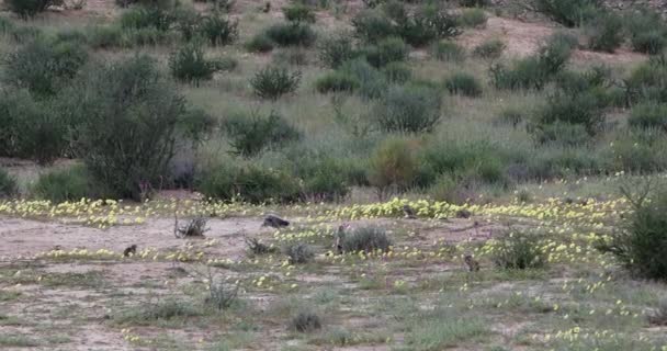 Group South African Striped Cape Ground Squirrel Xerus Erythropus Desert — Vídeo de Stock