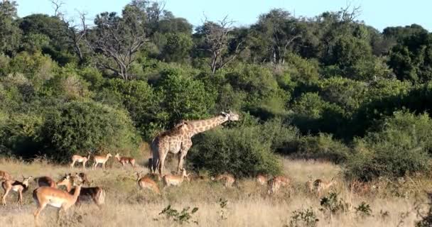 Majestic South African Giraffe Grazing Tree Herd Impala African Bush — Wideo stockowe