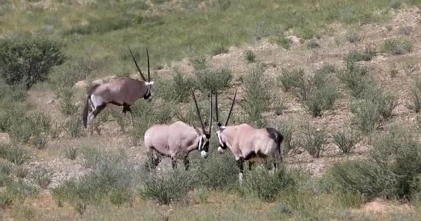 Fighting Gemsbok Oryx Gazella Kalahari Green Desert Rain Season Kgalagadi — ストック動画