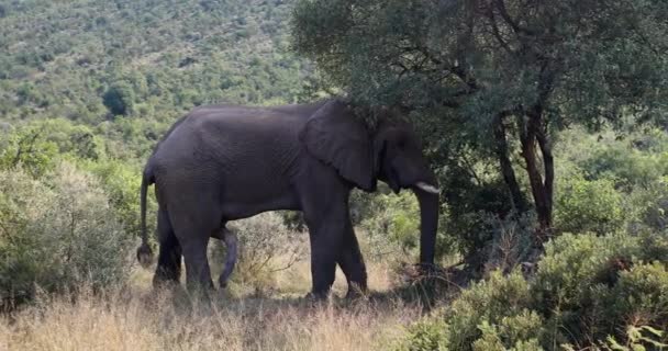 Tesão Majestoso Selvagem Elefante Africano Pronto Para Acasalamento Reserva Pilanesberg — Vídeo de Stock