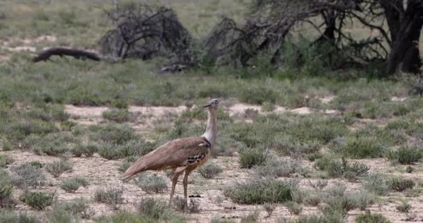 Big Bird Kori Bustard Ardeotis Kori African Green Desert Rain — Video