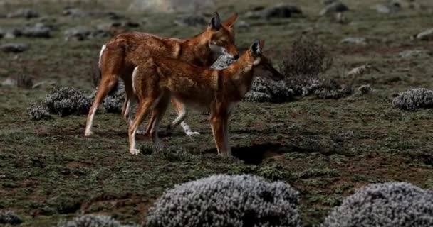 Редкий Эндемичный Эфиопский Волк Мужчина Женщина Canis Simensis Плато Санетти — стоковое видео