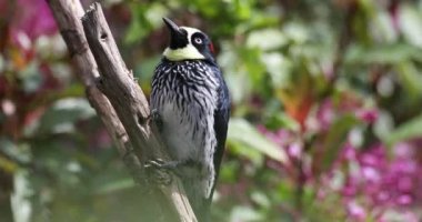 Palamut ağaçkakanı (Melanerpes formicivorus) doğal yaşam alanı, San Gerardo de Dota, Kosta Rika 'da vahşi yaşam ve kuş gözlemciliği.