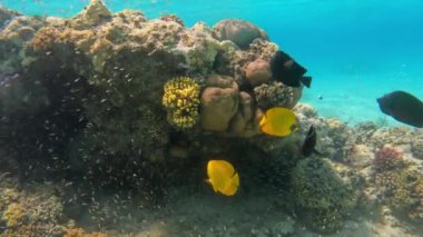 Tropical underwater sea fishes, Bluecheek butterflyfish (Chaetodon semilarvatus) on coral garden seascape. Tropical colorful seascape. Reef coral scene and ecosystems. Red sea Marsa Alam, Egypt