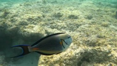 Sohal surgeonfish (Acanthurus sohal) in the Red Sea. Surgeonfish attacking my camera, in background coral garden and blue sea with other coral fish. Marsa Alam, Egypt wildlife.
