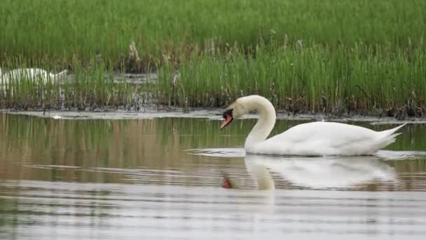 Cisne Mudo Pássaro Selvagem Cygnus Olor Nadar Primavera Lagoa Com — Vídeo de Stock