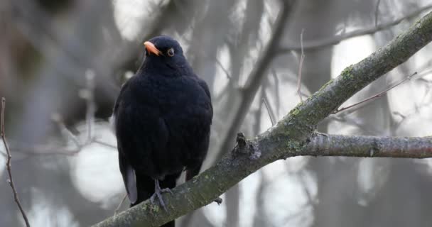 Avrupa Daki Yaygın Kuş Karatavuğu Turdus Merula Ağaca Tünemişti Çek — Stok video