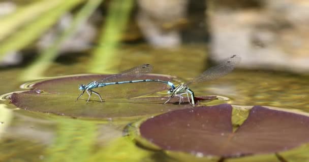 Matting Dragonfly Γεννά Αυγά Στο Νερό Coenagrion Hastulatum Βόρειο Damselfly — Αρχείο Βίντεο