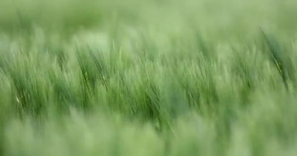 Green Field Barley Ripples Summer Breeze Shallow Focus Agriculture Concept — Vídeos de Stock