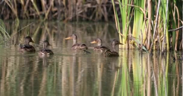 Females Wild Bird Duck Mallard Anas Platyrhynchos Swim Morning Light — Stok Video