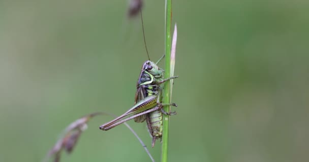 Detail Feeding Insect Roesel Bush Cricket Metrioptera Roeselii Perched Green — Video