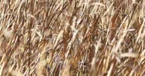 Vallen Oranje Riet Ochtendzon Achtergrondverlichting Penseelhout Van Riet Waait Wind — Stockvideo