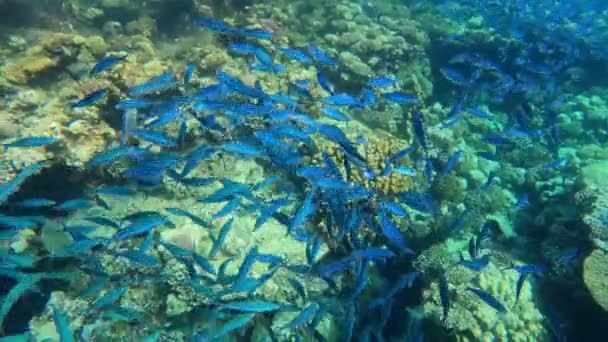 Stripped Fish Caesio Striata Striated Fusilier Swimming Underwater School Blue — Stockvideo