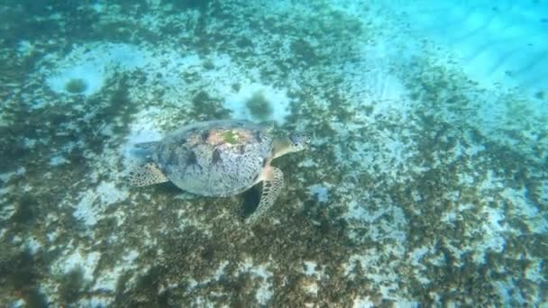 Beautiful Big Adult Green Sea Turtle Chelonia Mydas Swim Red — Video Stock