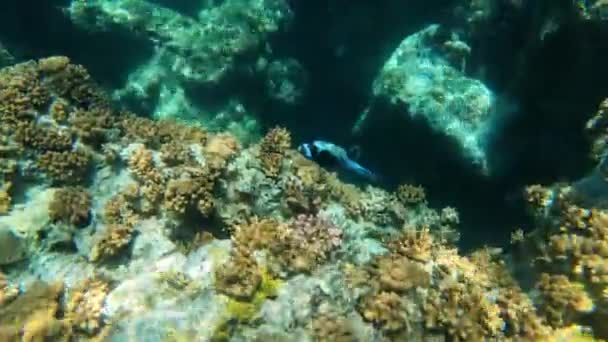 Red Sea Fish Blue Masked Puffer Arothron Diadematus Marsa Alam — Stock video