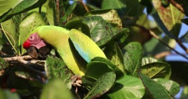Great green macaw (Ara ambiguus), also known as Buffon s macaw or the great military macaw. Ara ambiguus is listed as Critically Endangered. Tortuguero, Wildlife and birdwatching in Costa Rica.