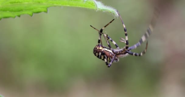 Argiope Bruennichi Wespenspin Het Web Invasieve Soorten Orb Web Spin — Stockvideo