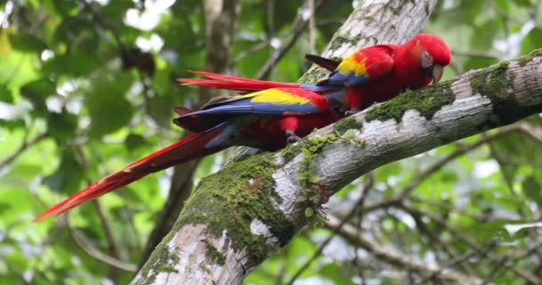 Scarlet Macaw Ara Macao Couple Sitting Tree Trunk Quepos Wildlife — Vídeo de Stock