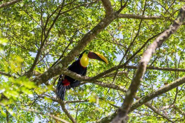 Büyük, güzel bir kuş, sarı boğazlı bir tukan (Ramphastos ambiguus), doğal habitat, Carara Ulusal Parkı - Tarcoles, Vahşi Yaşam ve Kosta Rika 'da kuş gözlemciliği.