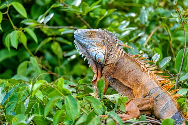 Iguana Verde Iguana Iguana Árbol Selva Tropical Río Tempisque Guanacaste — Foto de Stock