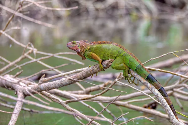 Beautifully Colored Green Iguana Iguana Iguana Tree Tropical Rainforest Rio — Fotografia de Stock