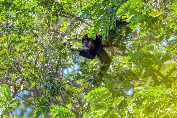 Mantled Howler Alouatta Palliata Golden Mantled Howling Monkey Feeding Tree — Foto de Stock