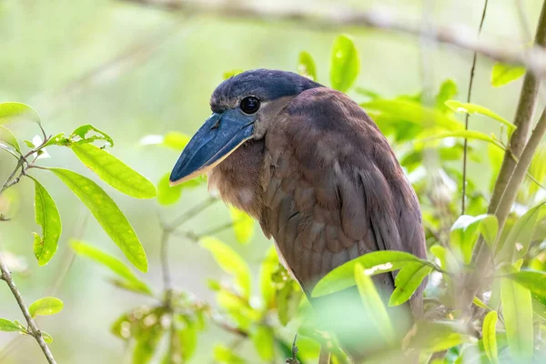 Boat Billed Heron Cochlearius Cochlearius Hidden Mangrove Swamps River Tarcoles — Stock Photo, Image