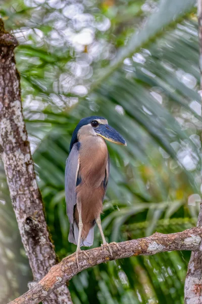 Boat Billed Heron Cochlearius Cochlearius Hidden Mangrove Swamps River Tarcoles — стоковое фото