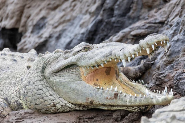 Resting Crocodile Opened Mouth Full Tooths American Crocodile Crocodylus Acutus — Stockfoto