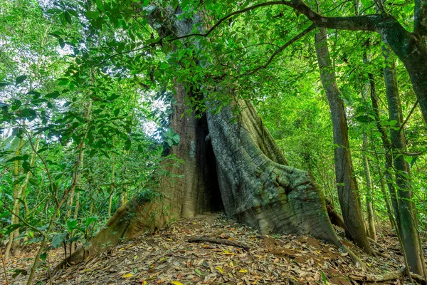 Dense Tropical rain-forest tree, forest green landscape, Carara Costa Rica wilderness landscape