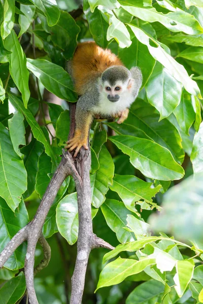 Singe Écureuil Amérique Centrale Saimiri Oerstedii Quepos Costa Rica — Photo