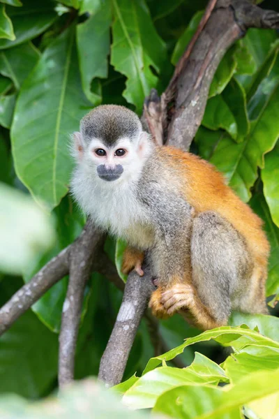 Macaco Esquilo América Central Saimiri Oerstedii Quepos Costa Rica — Fotografia de Stock