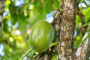 Calabash Tree, Crescentia cujete ve büyük yeşil meyve marakas, rumba shake veya chac-chac için kullanılabilir. Orta Nicoya Yarımadası, Kosta Rika