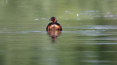 Şirin küçük su kuşu Küçük Grebe, Taşibaptus Ruficollis, yiyecek aramak için bir nehirde yüzüyor..